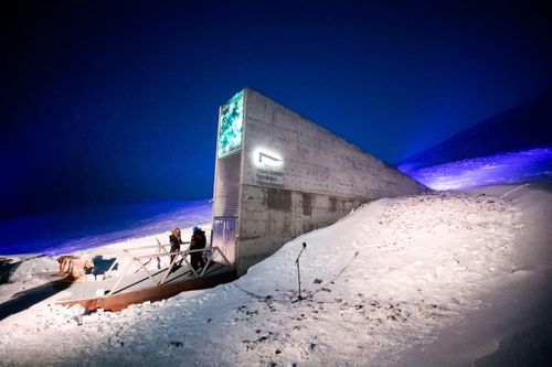 Kho hạt giống toàn cầu Svalbard nhận thêm gần 14.000 hạt giống ký gửi