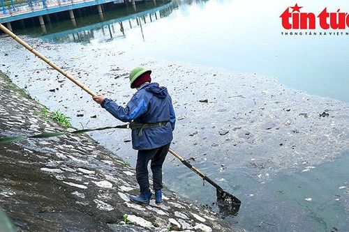 Cá chết bốc mùi hôi tại hồ nước công viên Thiên văn học
