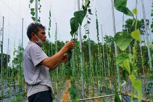 Anh nông dân trồng loại cây 'đếm lá tính tiền', nào ngờ thu nhập 2 tỷ/năm