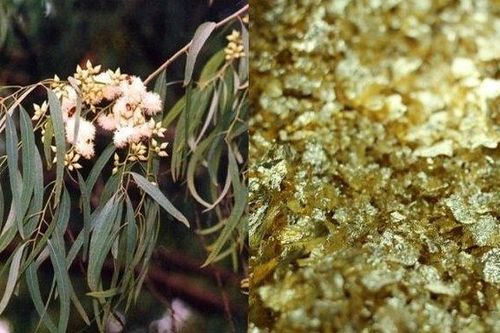 Kỳ lạ loài cây có thể hút vàng lên lá, ở Việt Nam mọc nhiều