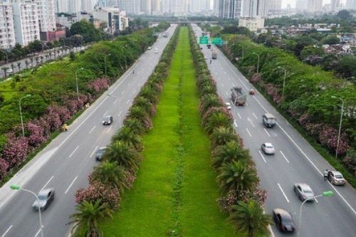 Loài cây chứa chất 'kịch độc' nhưng ở Việt Nam trồng đầy