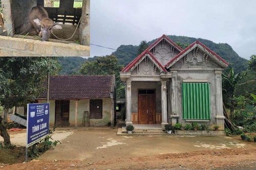 Chủ tịch xã lên tiếng vụ trâu bò được cấp cho hộ nghèo 'lạc' vào nhà bí thư thôn