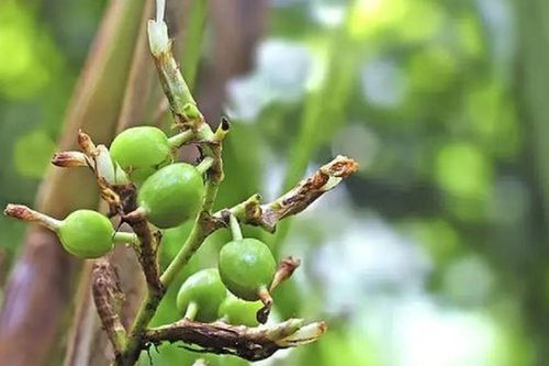 Loại hạt đắt đỏ bậc nhất thế giới, giá tận 2 triệu/kg không ngờ có đầy ở Việt Nam