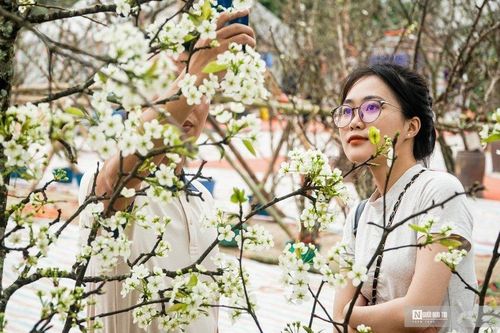 Hoa lê rừng xuống phố hút khách sau Tết