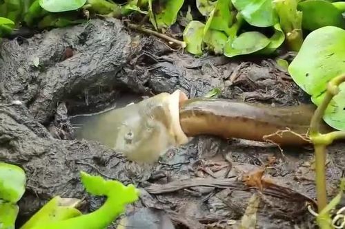CLIP: Cá nằm yên chờ con mồi tự chui vào miệng, chẳng cần mất sức