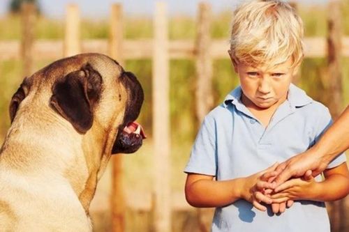 Tiết lộ bí ẩn về những loài động vật có thể ngửi thấy mùi sợ hãi ở con người