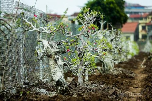 Người dân làng Nhật Tân chia sẻ bí quyết 'hồi sinh' đào sau Tết