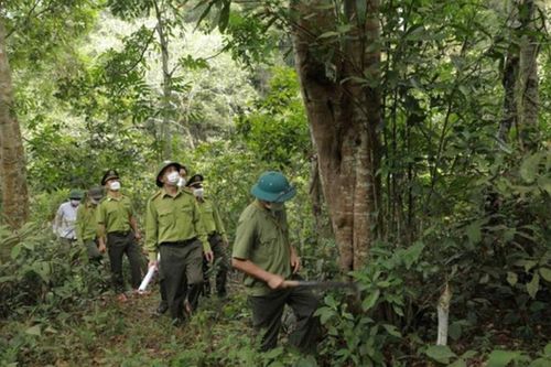 Khẩn trương hoàn thiện quy hoạch lâm nghiệp trong bối cảnh mới