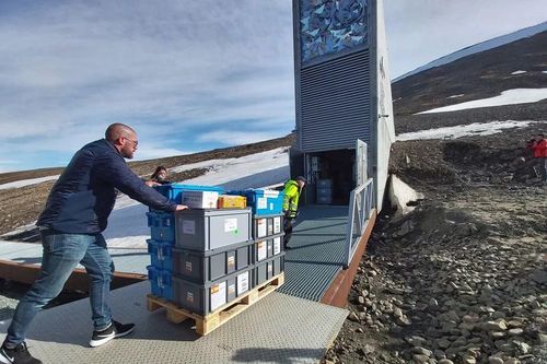 Kho hạt giống toàn cầu Svalbard nhận thêm gần 14 ngàn hạt giống ký gửi