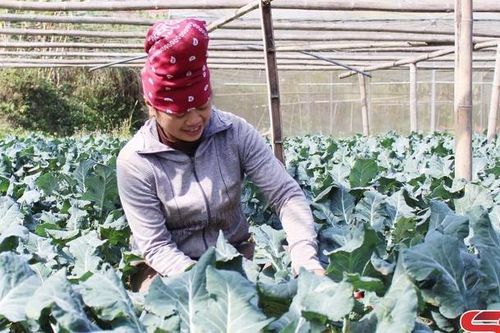 Đảng bộ xã Chiềng Ly lãnh đạo phát triển kinh tế