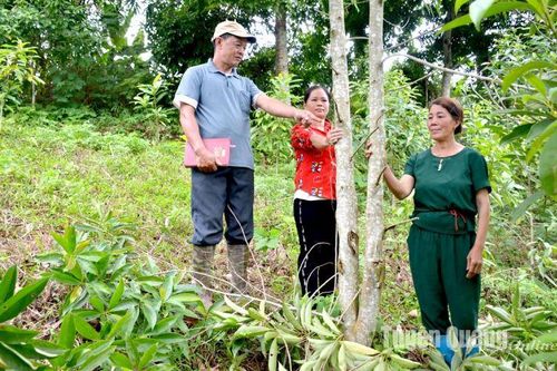 Tỷ lệ che phủ rừng toàn tỉnh đạt trên 65%
