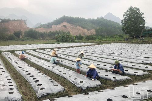 Võ Nhai đa dạng hóa nông sản