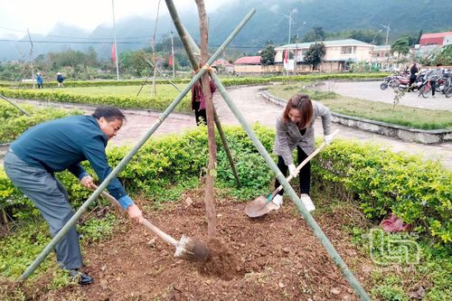 Võ Nhai trồng 176 cây hoa ban đỏ