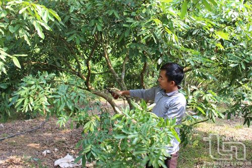 Đồng Hỷ: 151ha cây ăn quả đạt tiêu chuẩn VietGAP, hữu cơ