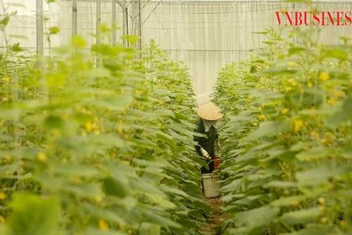 Cây trồng chủ lực cho giá trị cao trên những 'cánh đồng công nghệ' ở Bắc Giang