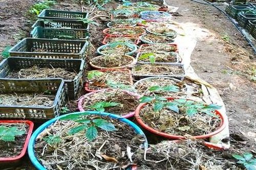 Điều tra vụ mất trộm 800 cây sâm Ngọc Linh nhiều năm tuổi của người dân