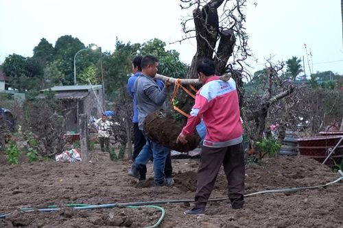 Sau Tết, đào Nhật Tân được 'hồi sinh' thế nào?
