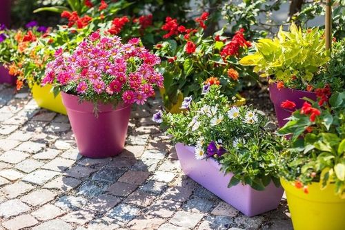 Vì sao không nên nhổ sạch cỏ dại trong chậu cây?
