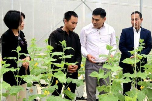 Hiệu quả từ mô hình phát triển kinh tế ở Xuân Sơn