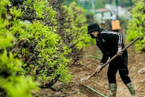 Sau Tết, làng Nhật Tân tất bật 'hồi sinh' đào cổ thụ để cho thuê