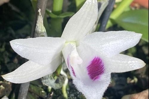Thận trọng với chiêu lừa lan đột biến tái xuất