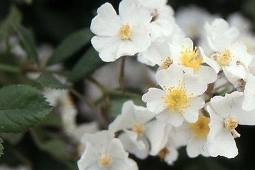 Bài thuốc chữa bệnh từ cây tầm xuân