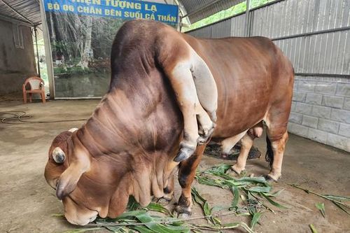 Độc lạ bò 6 chân, 2 đuôi bên cạnh suối cá thần