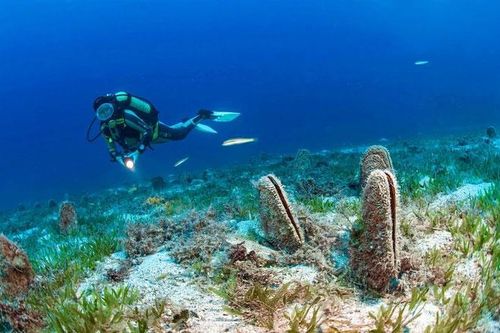 Loài trai 'nhả tơ vàng' tưởng đã tuyệt chủng, bất ngờ xuất hiện