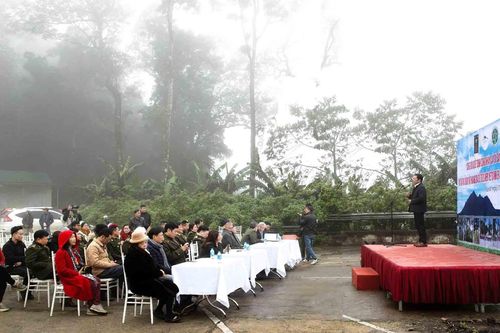 Hà Nội: 2 cây bách xanh đầu tiên được công nhận là Cây di sản Việt Nam