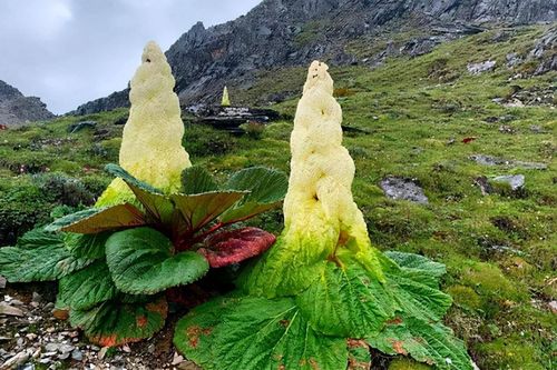 Xem loài thực vật ấn tượng nhất dãy Himalaya