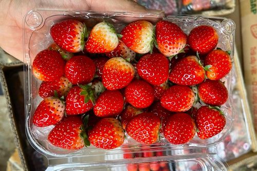 Dâu tây Sơn La đổ về chợ Hà Nội, giá chỉ từ 50.000 đồng/kg