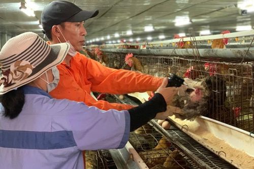 Nông dân Hà Nội năng động làm giàu