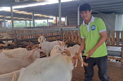 Nông dân làm giàu từ nuôi dê