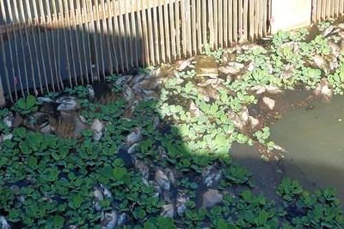 Ô nhiễm nghiêm trọng quanh hồ Xuân Hương, thành phố Đà Lạt