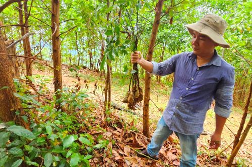 Thiếu sự giám sát tại Dự án Trồng rừng phòng hộ đầu nguồn ở Tiên Phước