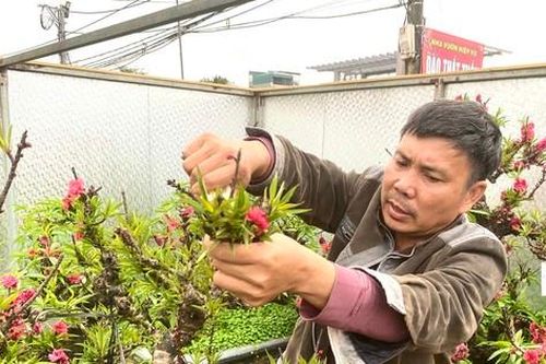 Đào 'khủng' đi đâu, về đâu sau vụ Tết sóng gió?