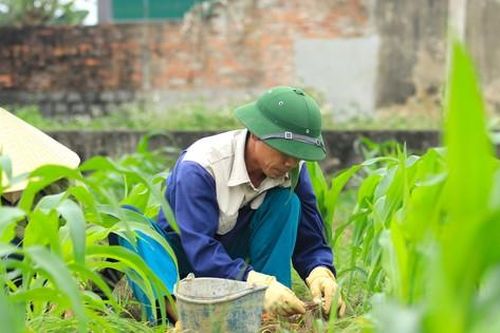 Đầu vụ giá cao gấp 3 bình thường, người dân hối hả thu hoạch 'đặc sản xứ Nghệ'