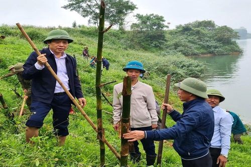 Nông dân Nghệ An trồng tre, mét tạo bờ kè sinh thái dọc sông Lam
