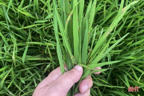 Bệnh đạo ôn lá 'xuất quân', Nghi Xuân khẩn trương phòng trừ