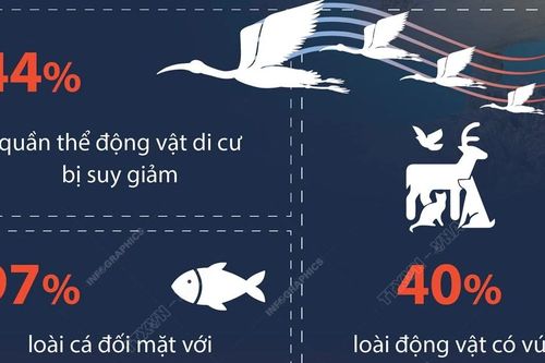 UNEP báo động nguy cơ đối với các loài di cư trên toàn cầu