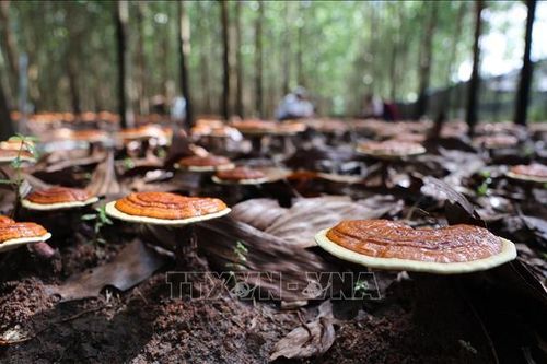 Phê duyệt dự án trồng nấm chi đỏ dưới tán rừng keo lai và cà phê