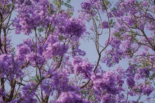 Lý do hoa phượng tím ở Mexico nở sớm bất thường