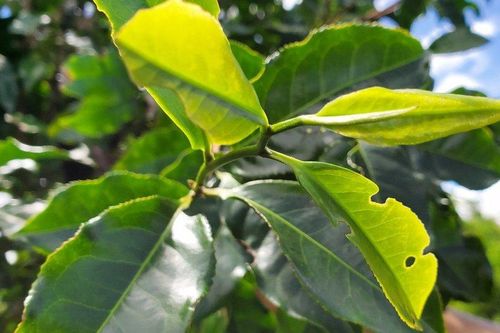 Bình Định đôn đốc sản xuất thương mại quần thể chè cổ Gia Long