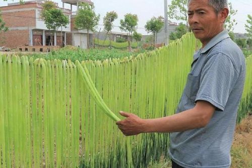 Loại rau trông như 'nắm cỏ', xưa rẻ bèo nay lên tầm đặc sản, giá 500 nghìn đồng/kg