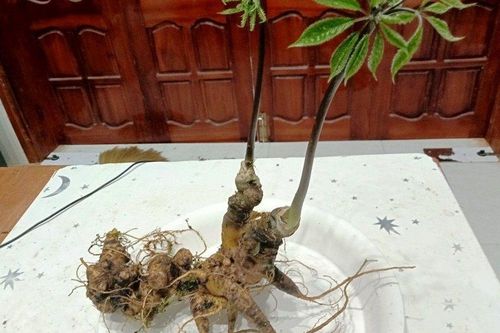Chào bán củ sâm nặng 0,36kg, 15 năm tuổi ở phiên chợ Ngọc Linh