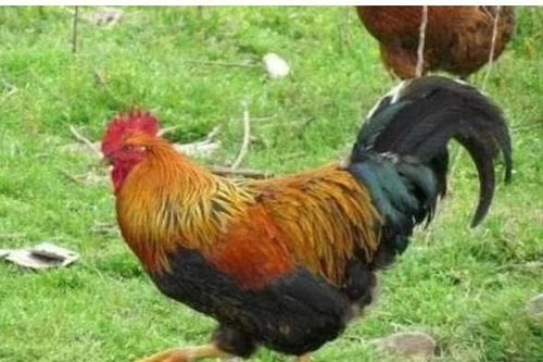 Nếu con người chúng ta không ăn thịt gà, một con gà có thể sống được bao lâu, bạn có biết không?