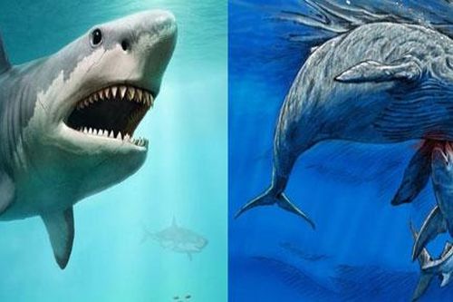 Hai loài cá mập cổ đại mới được phát hiện trong hệ thống hang động dài nhất thế giới