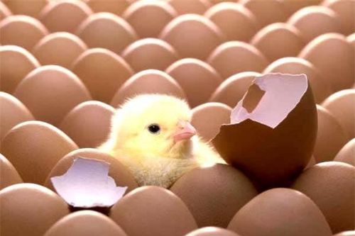 Vì sao gà đẻ gần như mỗi ngày mà mọi quả trứng đều nở ra cùng lúc?