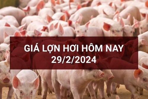 Giá lợn hơi ngày 29/2: Nhiều địa phương tại miền Nam giảm 1.000 đồng/kg