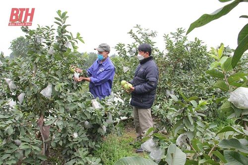 Những đảng viên 'đầu tàu' ở Nga Sơn